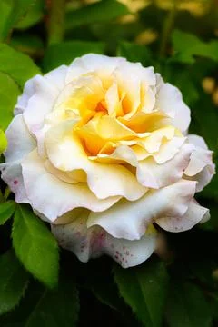Close-up of  Rose Flower Stock Photos