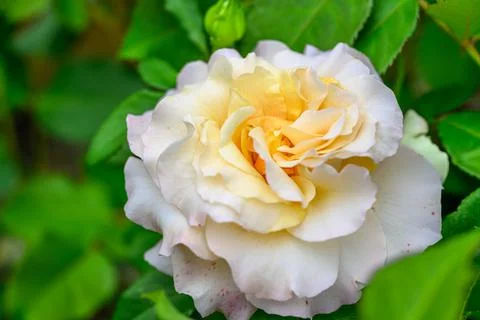 Close-up of rose flower Stock Photos