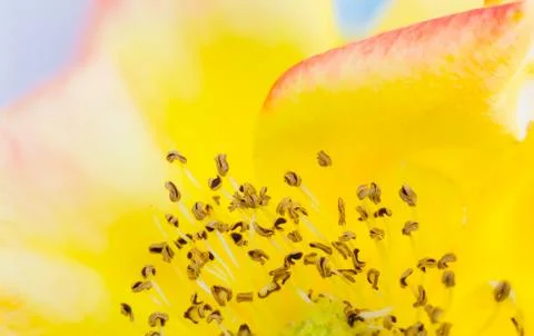 Close up of a rose flower stemens Stock Photos