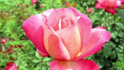 Close-up Rose Flower In Wind Stock Footage 321007606