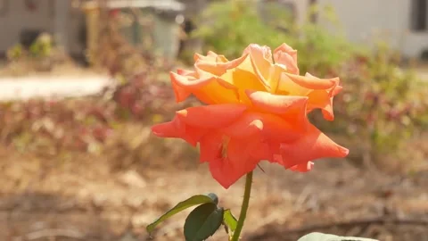 Close up rose flowers. Stock Footage 147313835