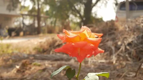 Close up rose flowers. Stock Footage 147316661
