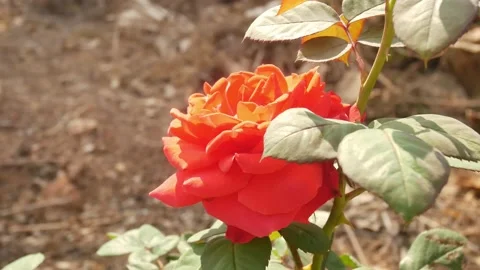 Close up rose flowers. Stock Footage 147316668