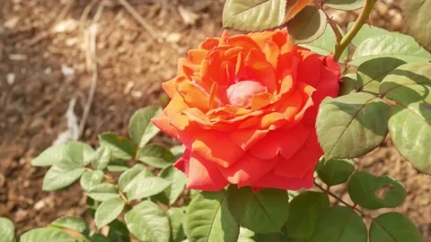 Close up rose flowers. Stock Footage 147317935