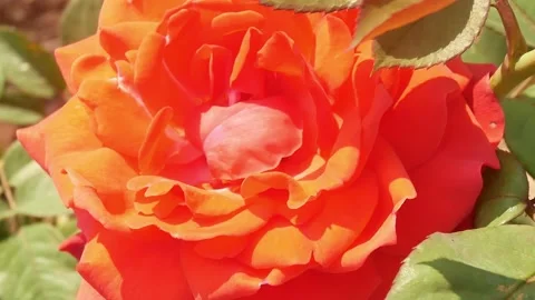 Close up rose flowers. Stock Footage 147317949