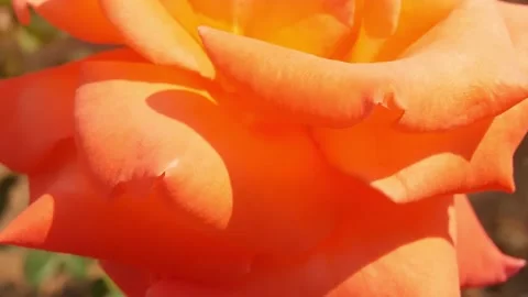 Close up rose flowers Stock Footage 147492246