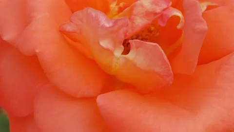Close up rose flowers. Stock Footage 147492247