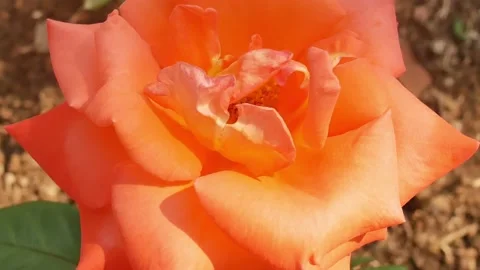 Close up rose flowers Stock Footage 147492248