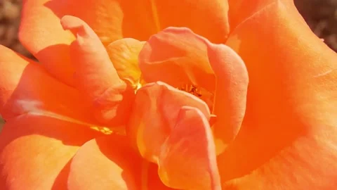 Close up rose flowers Stock Footage 147492251