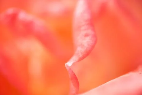 Close up rose flowers texture. Stock Photos