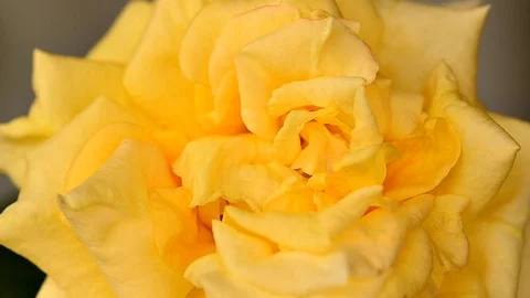 Close up rose Stock Footage 90067857