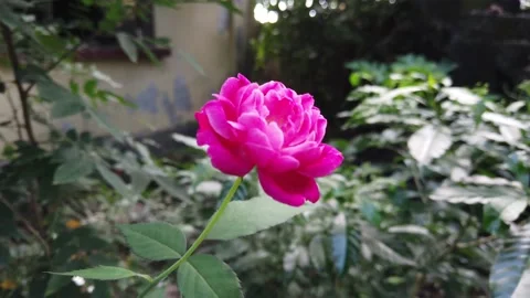 Close up of a rose Stock Footage 161940305