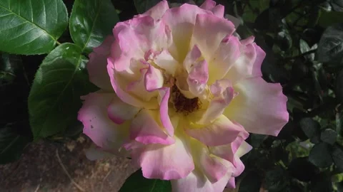 Close up of rose  Stock Footage 243462751