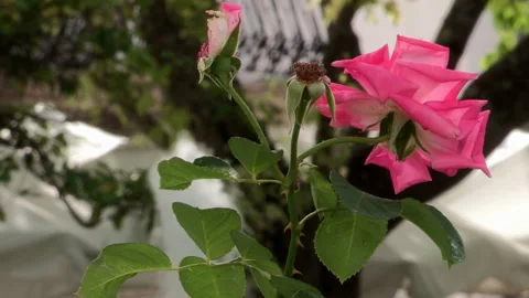A close-up of a rose Stock Footage 320878137