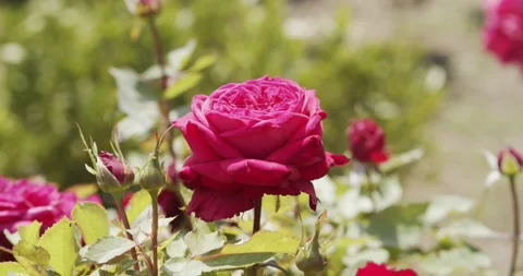 Close-up of a rose in a garden Stock Footage 133904848