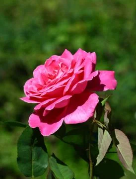 Close up rose in garden Stock Photos