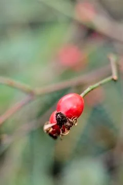 Close-up of rose hips on a branch, emphasizing the beauty of autumn nature. Stock Photos