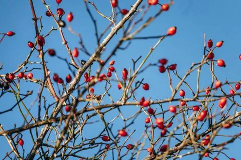 Close-up of rose hips in winter Stock Photos