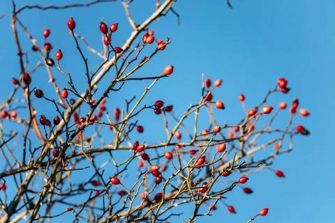 Close-up of rose hips in winter Stock Photos