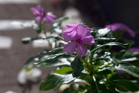 Close-up on Rose periwinkles Foto stock