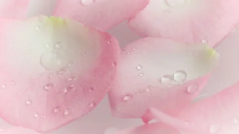 Close up of rose petals Stock Footage 132274415