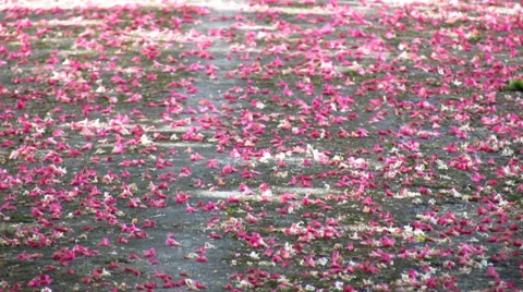 Close up of rose petals on the footpath. Stock Footage 38568432