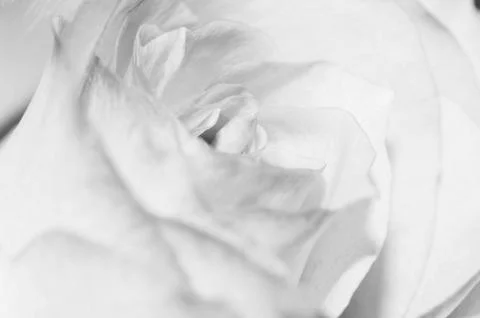 Close up of the rose petals Stock Photos