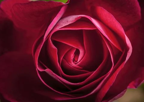 Close up of rose petals. Stock Photos