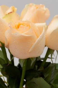 Close up rose Stock Photos