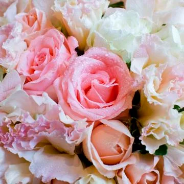 Close up on rose Stock Photos