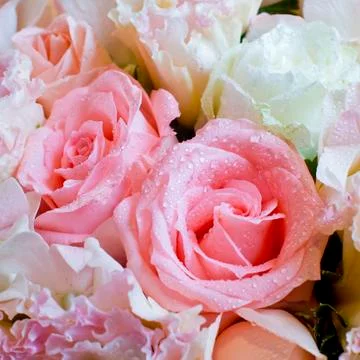 Close up on rose Stock Photos