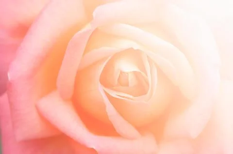 Close up of rose Stock Photos