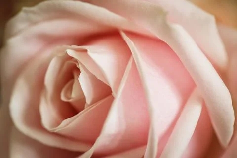 Close-up of a rose Stock Photos