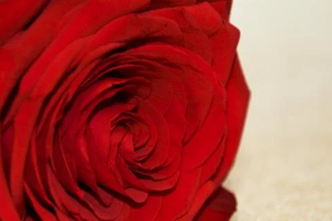 Close Up Of A Rose Stock-Fotos