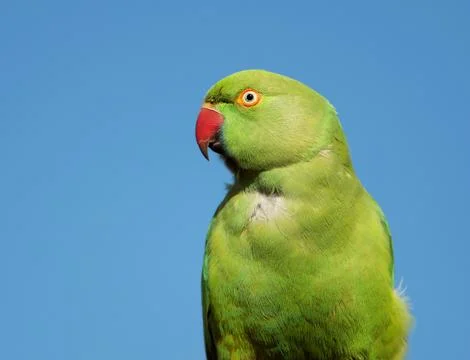 Close-up of a Rose-ringed Parakeet Stock Photos