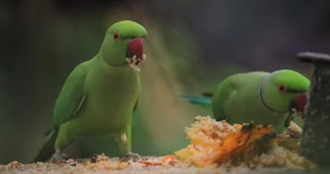 Close-Up of Rose-Ringed Parakeets Feeding on Table in Tropical Setting 스톡 동영상 288710940