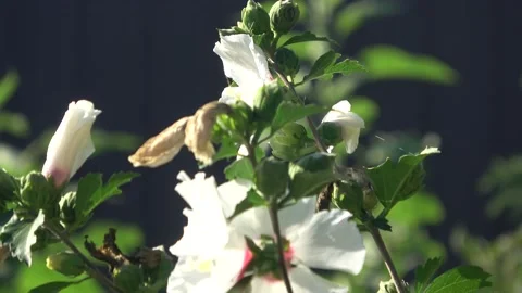 Close up of a Rose of Sharon flower. Stock Footage 205552531