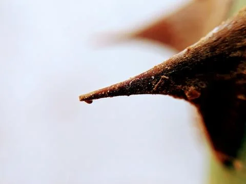 Close up of a rose stem. Shallow depth of field. Stock Photos