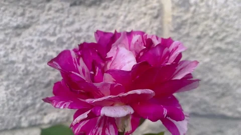 Close-Up of a Rose Swaying Gracefully in the Wind Stock Footage 315461894
