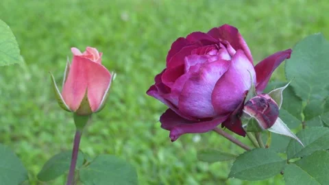 Close-Up Of A Rose Swaying With The Wind In A Garden 스톡 동영상 233293479