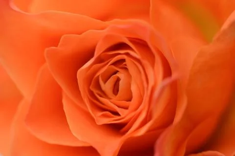 Close-up rose texture of petals for background floristic composition, decorative Stock Photos