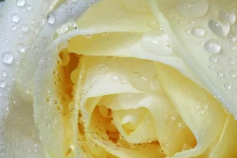 Close up rose with water drop Stock Photos