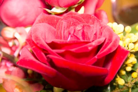 Close-Up Rose01 Stock Photos