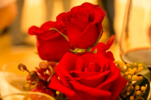 Close-Up Rose02 Stock Photos