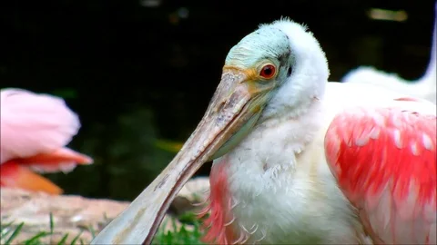 A close up of a Roseate Spoonbill Stock Footage 88488377