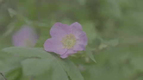 A close up of a rosehip flower Stock Footage 151826378