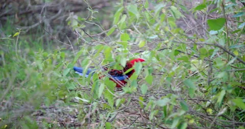 Close up of rosella Stock Footage 137486811