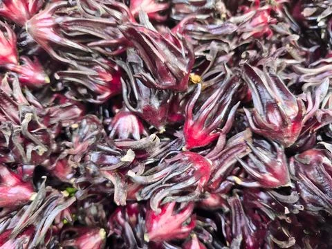Close-Up of Roselle Calyces with Deep Red Color and Fleshy Spiky Petal Texture Stock Photos