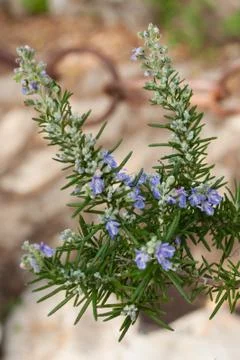 Close-up of rosemary in bloom Stock Photos