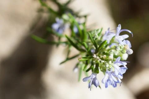 Close-up of rosemary in bloom. Selective focus Stock Photos